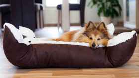 Trucos que no fallan para limpiar la cama de un perro. ¡Quedará como nueva!