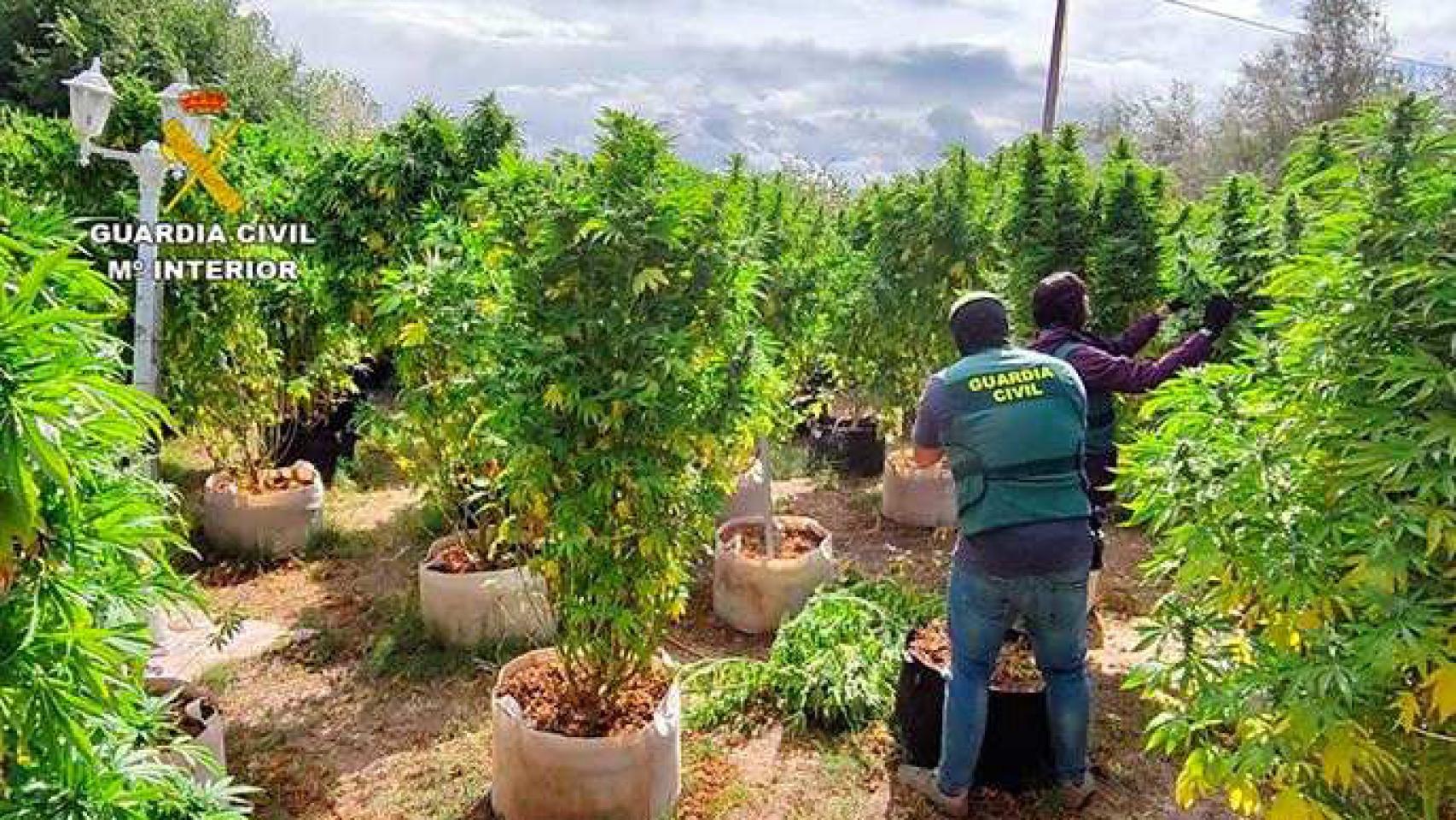 La plantación de marihuana desmantelada en Traspinedo