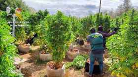 La plantación de marihuana desmantelada en Traspinedo