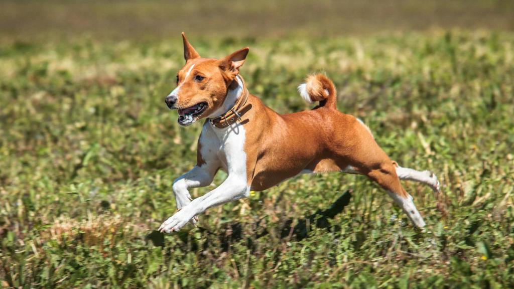 Esta es la raza de perros más antigua del mundo