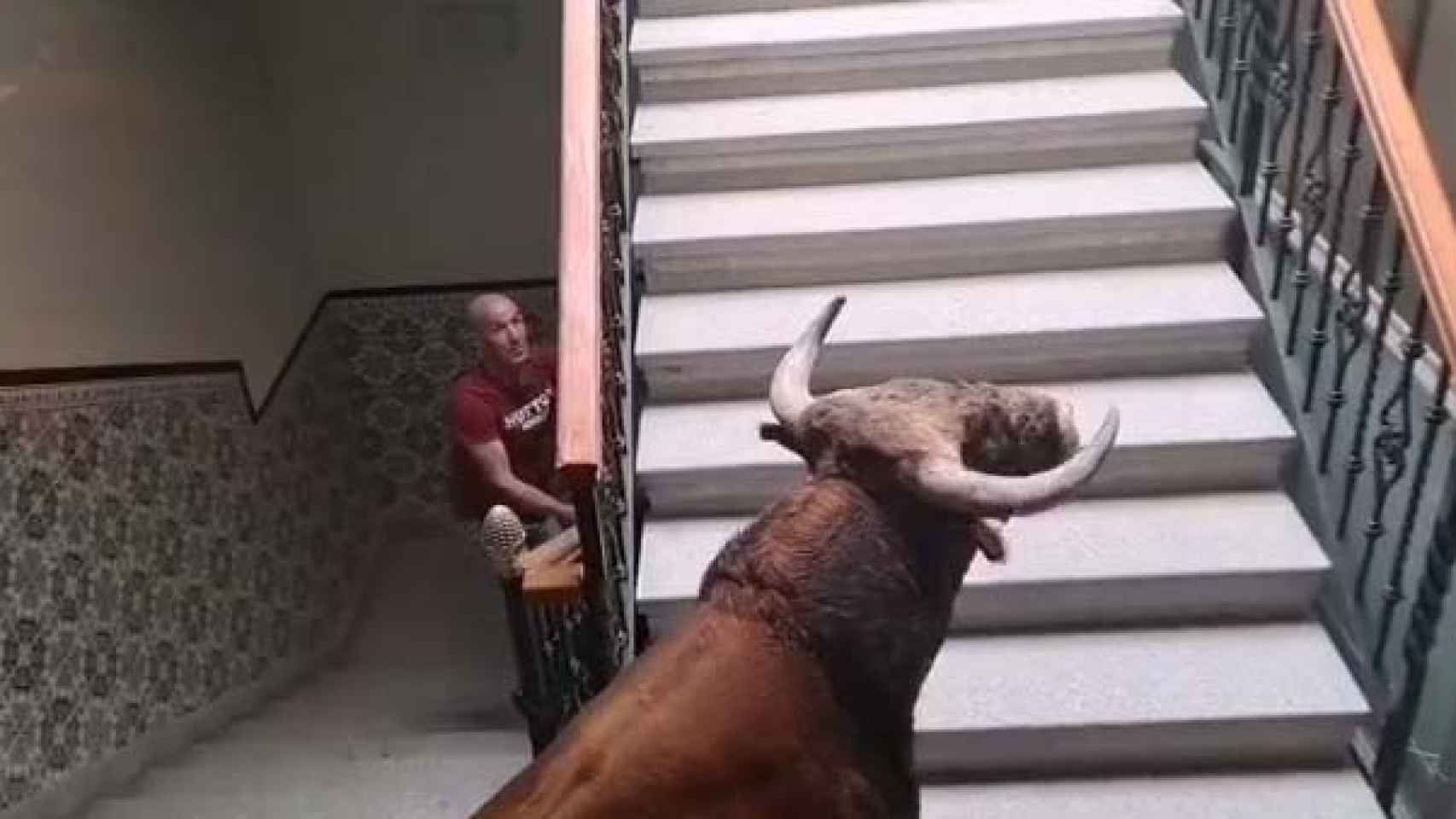 Un toro se cuela en el Ayuntamiento de Candeleda