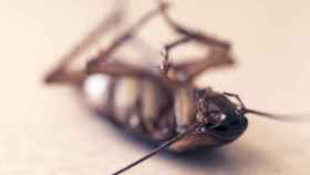 Estas cucarachas son cada vez más frecuentes debido a su alta resistencia a los insecticidas.