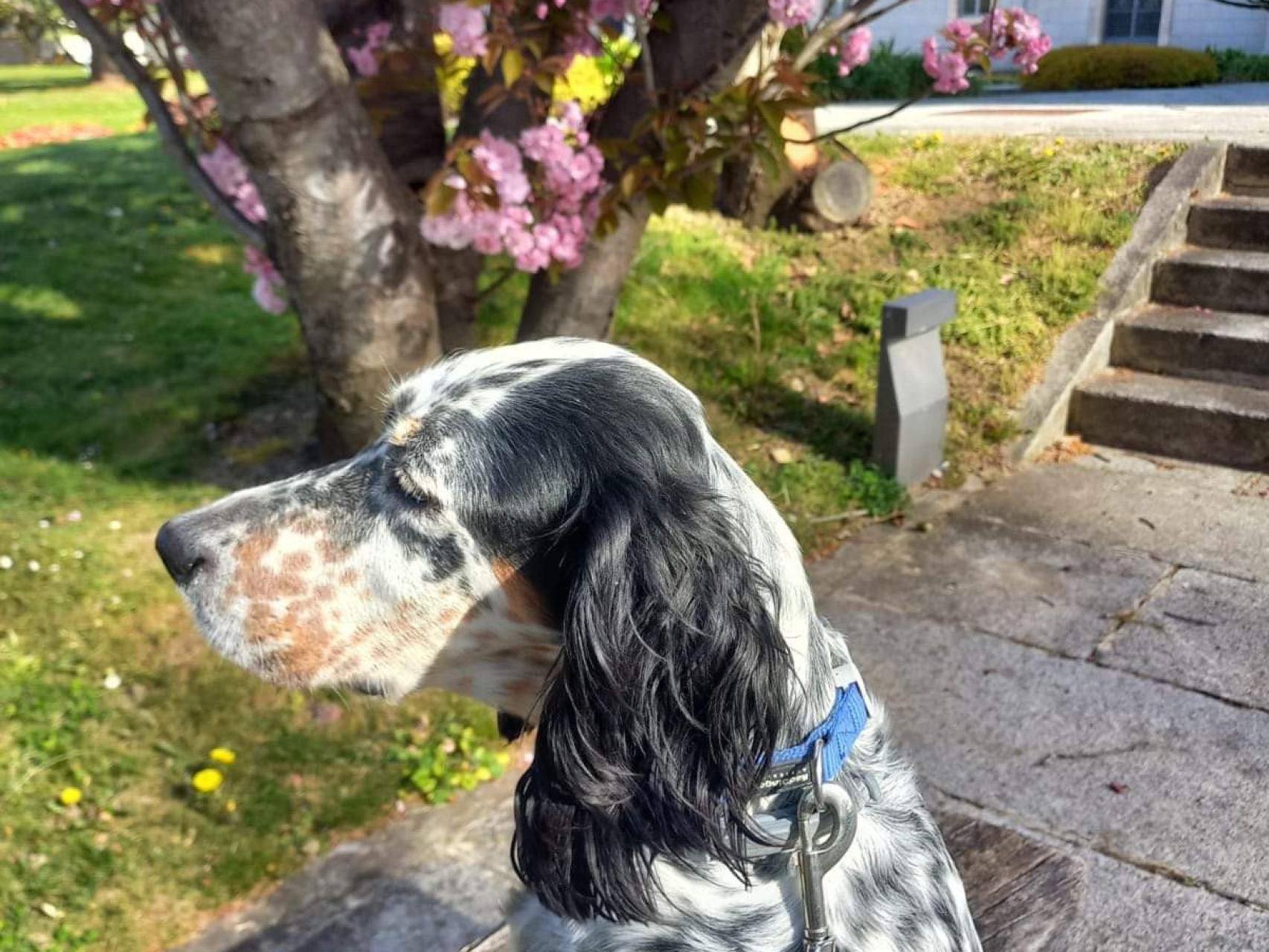 Kosta, la perra desaparecida