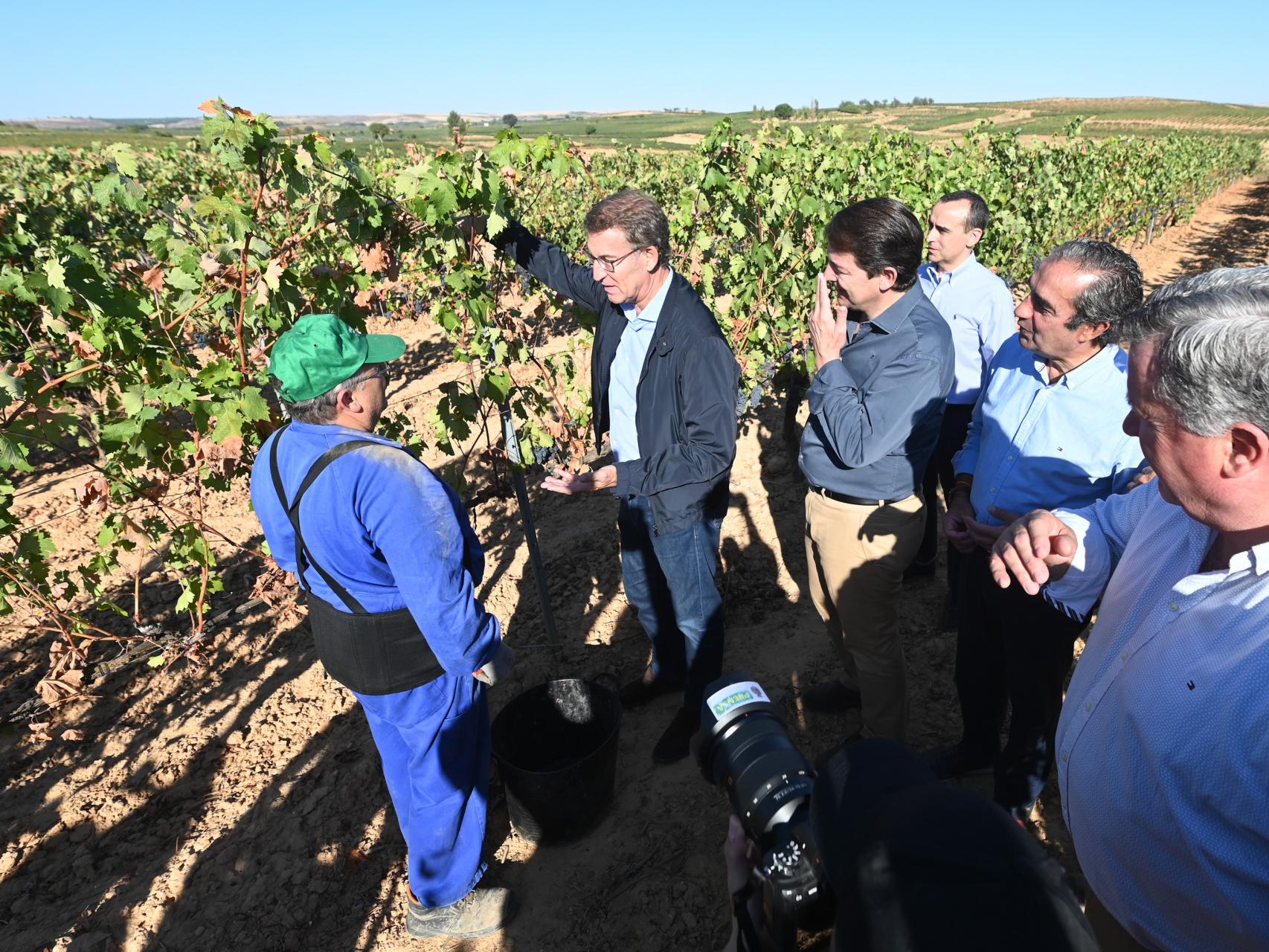 El presidente del Partido Popular, Alberto Núñez Feijóo, durante su visita a un viñedo de la localidad burgalesa de Roa de Duero.