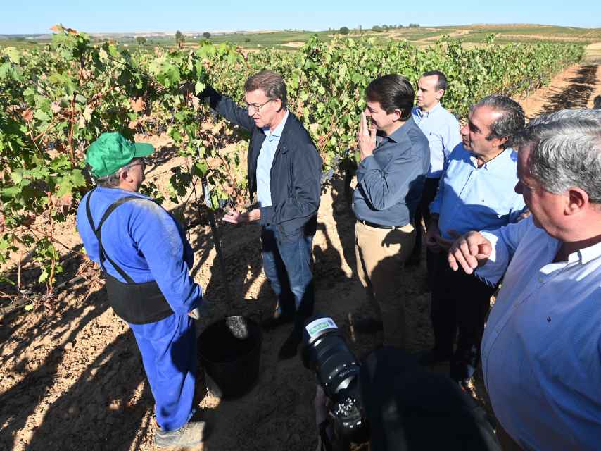 El presidente del Partido Popular, Alberto Núñez Feijóo, durante su visita a un viñedo de la localidad burgalesa de Roa de Duero.