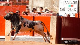 Chillón, de la ganadería de Galache, premio 'Toro de Oro' de la Feria Taurina de Salamanca