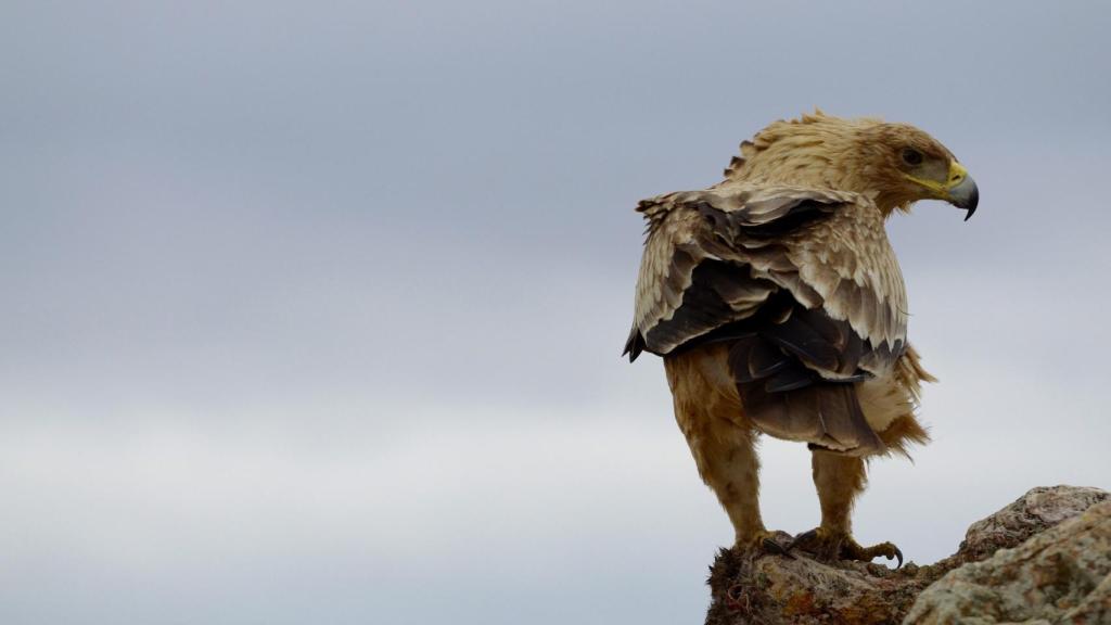 Águila Imperial.