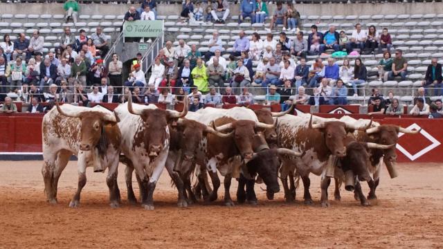 Los mansos o bueyes guían al ganado bravo con el sonido de sus enormes cencerros