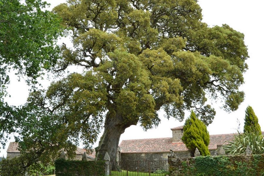 Sobreira de Pazo Valiñas en A Estrada. Foto: Turismo Rías Baixas