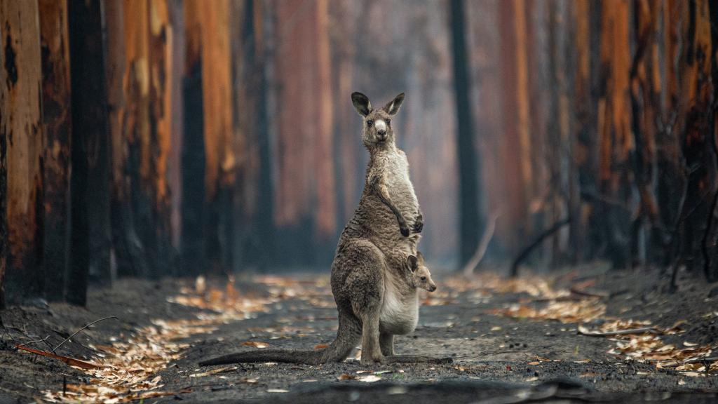 Un canguro amenazado por los incendios de Australia en 2020 (cedida).