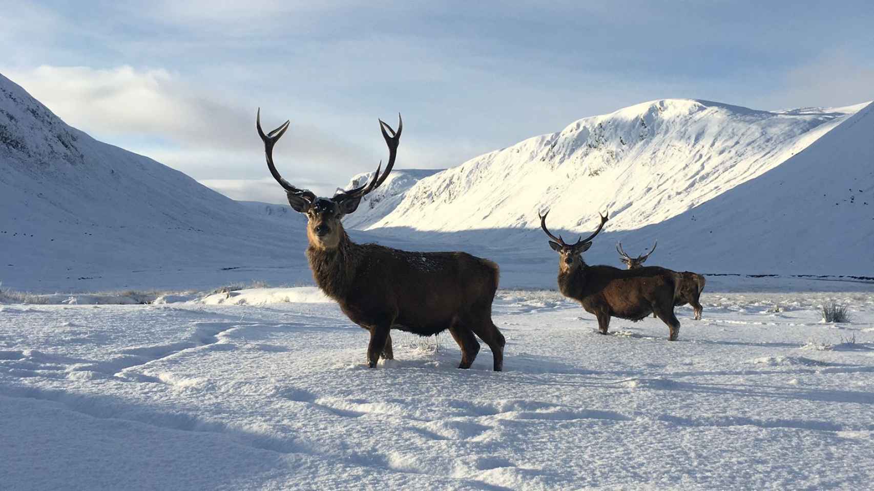 Un grupo de ciervos durante una nevada en Alladale