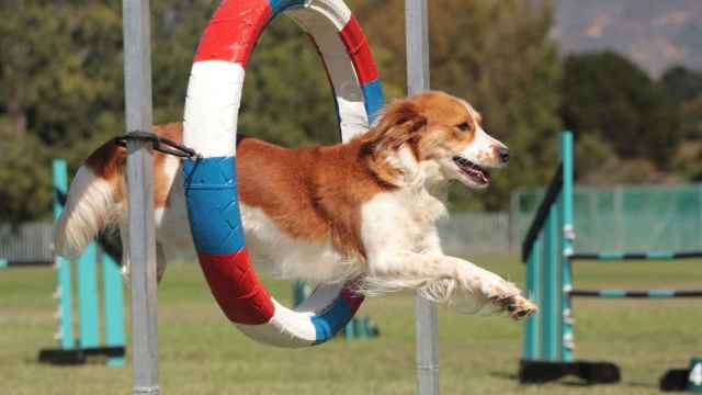 perro, agility,competición perros