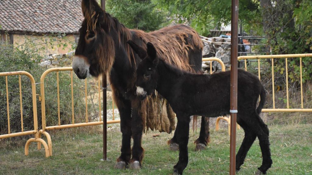 Los burros que se han podido ver en Naturcyl