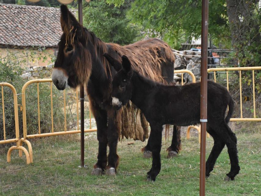 Los burros que se han podido ver en Naturcyl