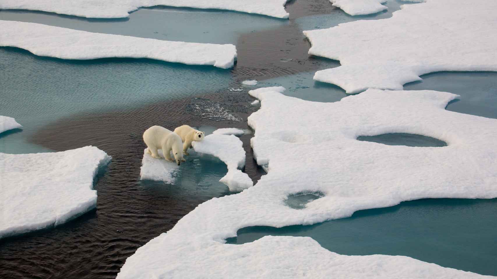 Osos polares en una banquisa flotante rodeado de agua
