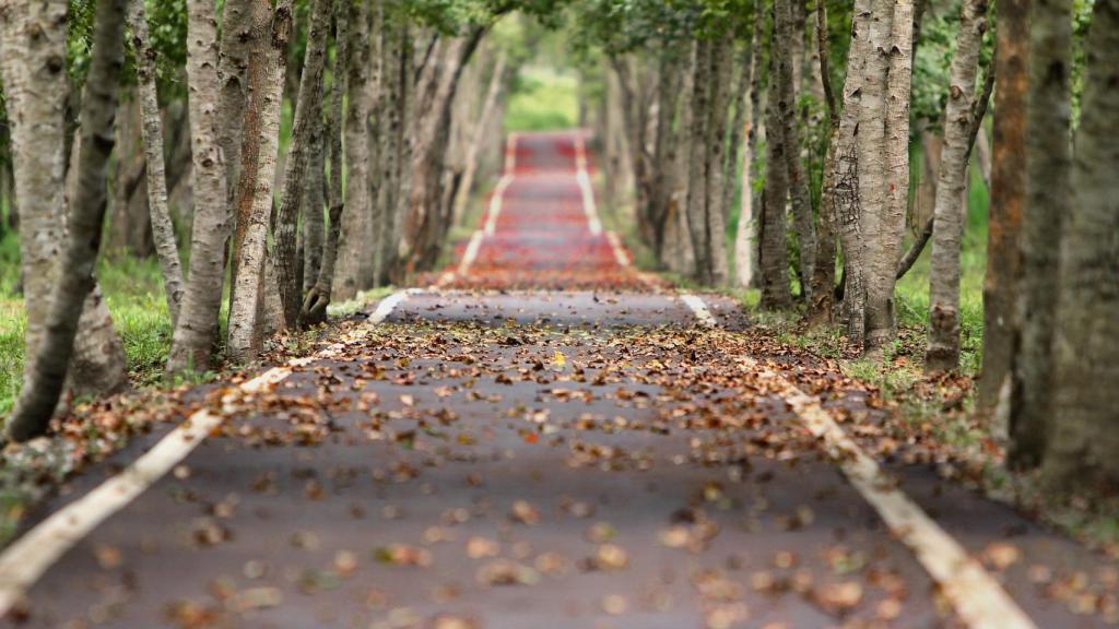 ¿Por qué se caen las hojas en otoño?