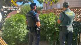 Plantación de marihuana desmantelada en Bueu (Pontevedra).