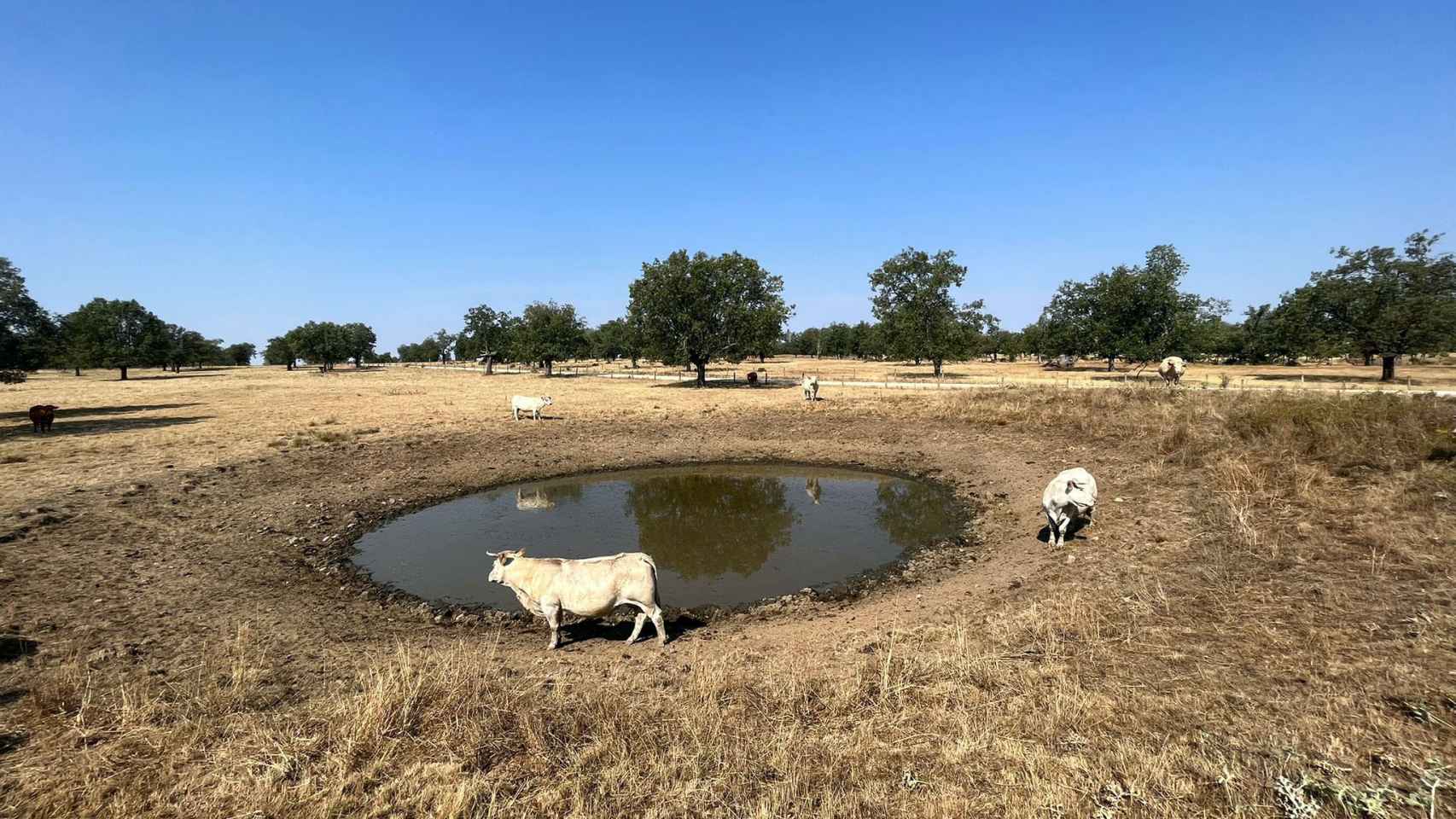 Estado de las charcas para abastecer a una explotación de ganado en Salamanca, prácticamente vacías durante este verano