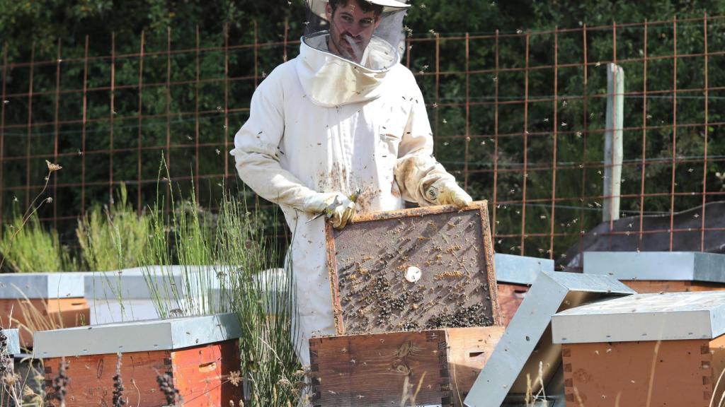 Un apicultor
