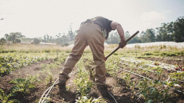 Huerta ecológica de Fogar do Santiso.