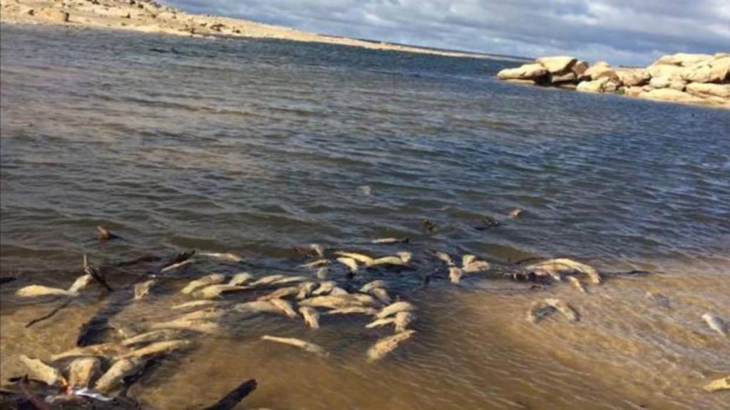 Peces muertos en el embalse de Almendra