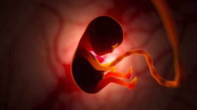 Desarrollo de un embrión humano dentro del útero durante el embarazo.