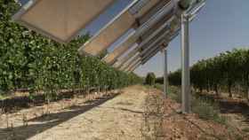 Iberdrola pone en marcha en Toledo la primera planta agrovoltaica inteligente de España