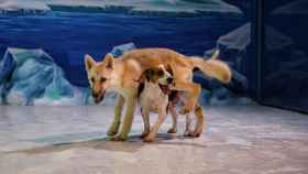 La loba ártica Maya junto a su madre gestante beagle.