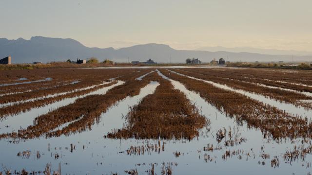 Campos de arroz en el parque natural de la Albufera.