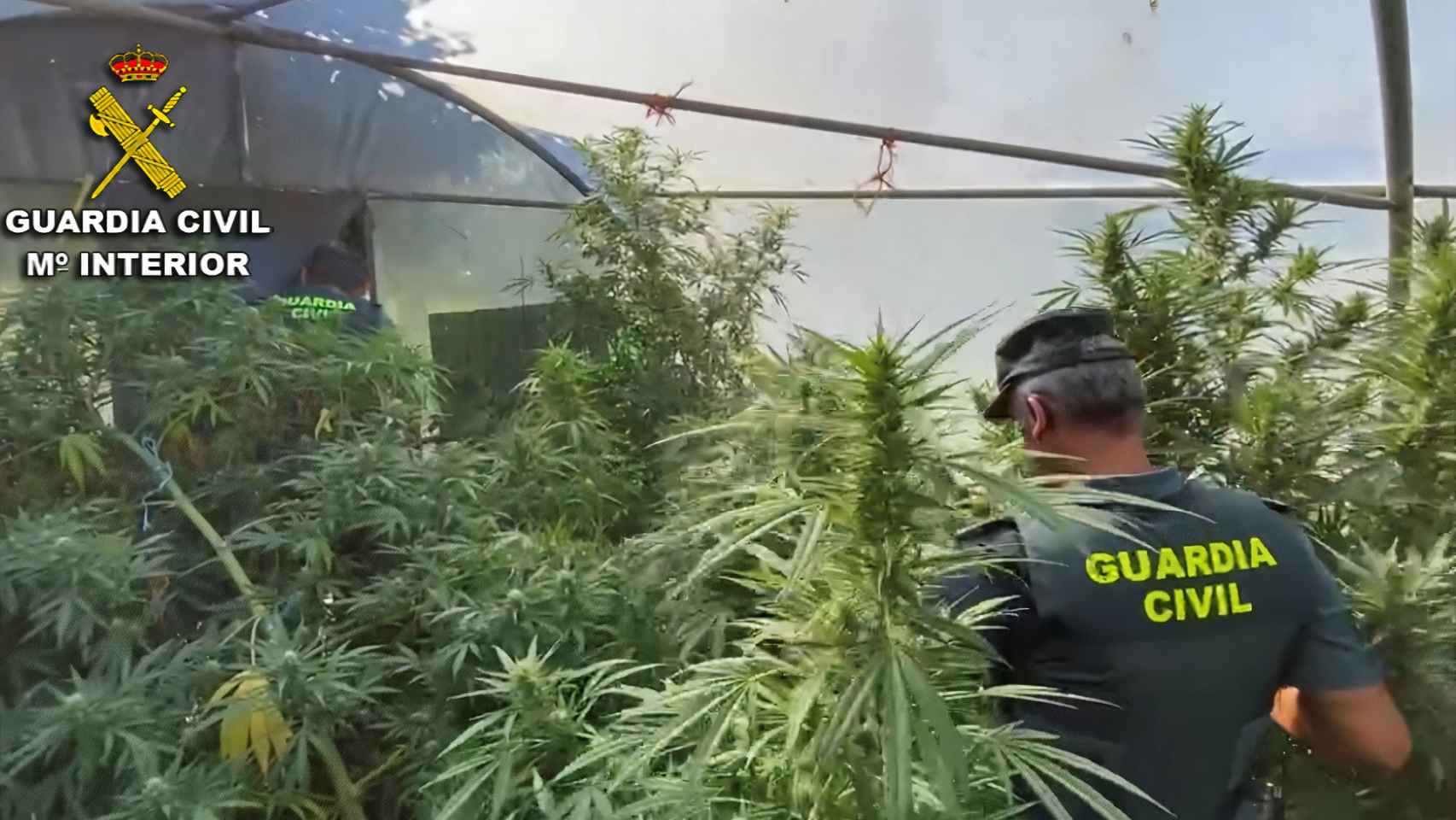 Desmantelamiento de una plantación de marihuana en la provincia de Pontevedra.