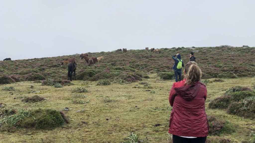 Safari etológico de garranos en Baiona.