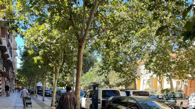 Algunos de los árboles de la calle Ancha de Puertollano (Ciudad Real).