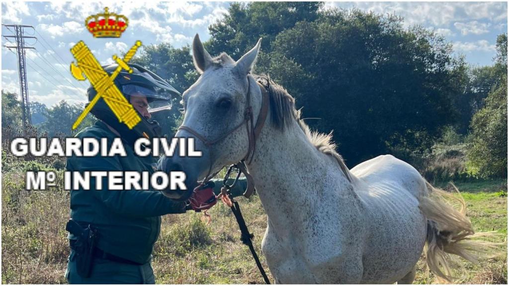 Investigadas dos personas por hurto y receptación de un caballo en Monte Xalo (A Coruña)