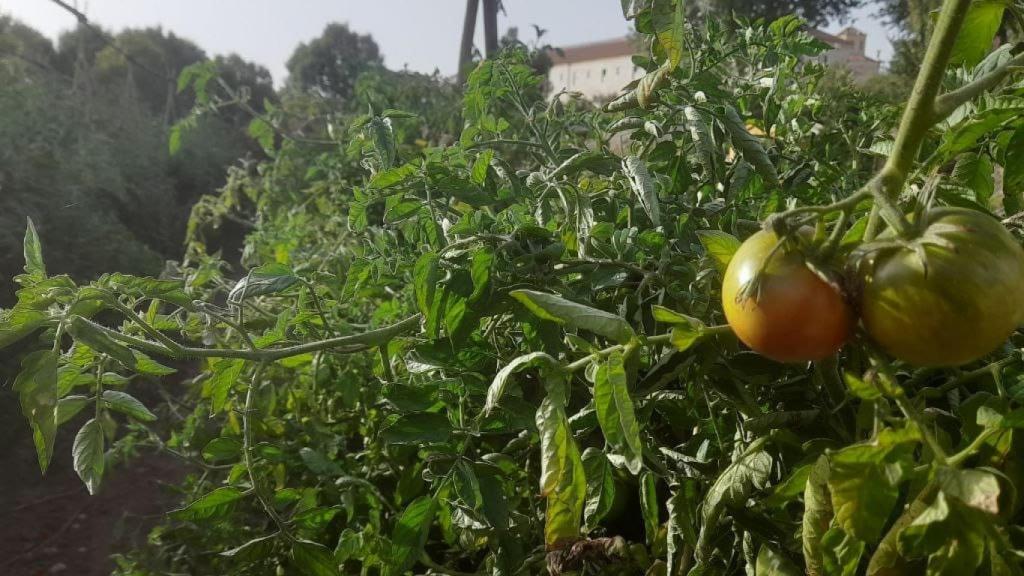 Tomates de la huerta