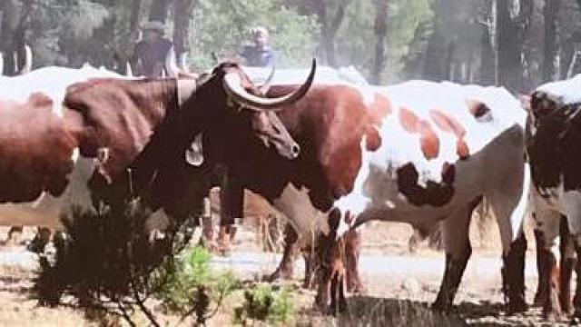 30 bueyes realizarán la trashumancia tradicional por tierras vallisoletanas