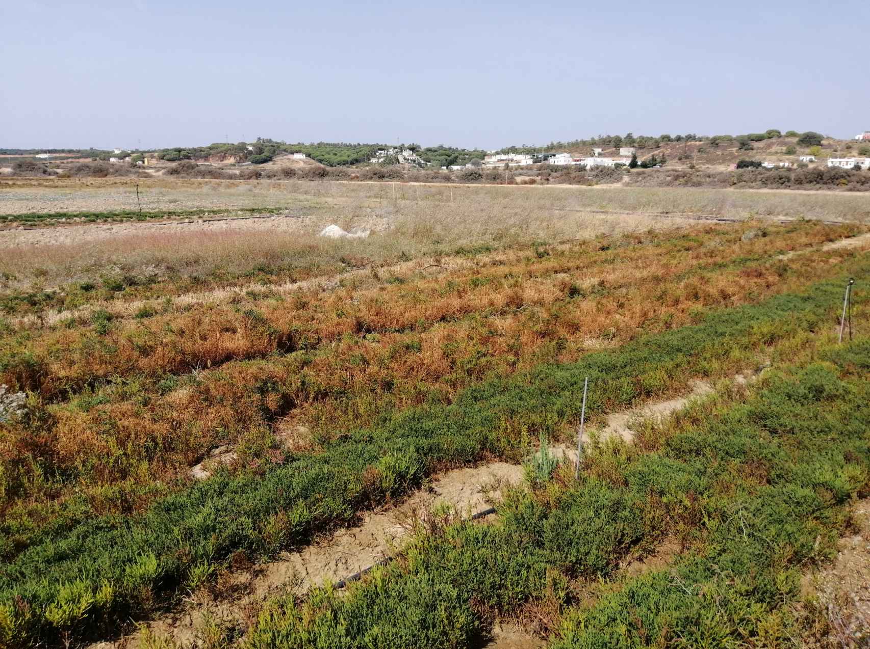 La plantación de salicornia o espárrago de mar de Manuel y su socio Demófilo en Isla Cristina (Huelva).