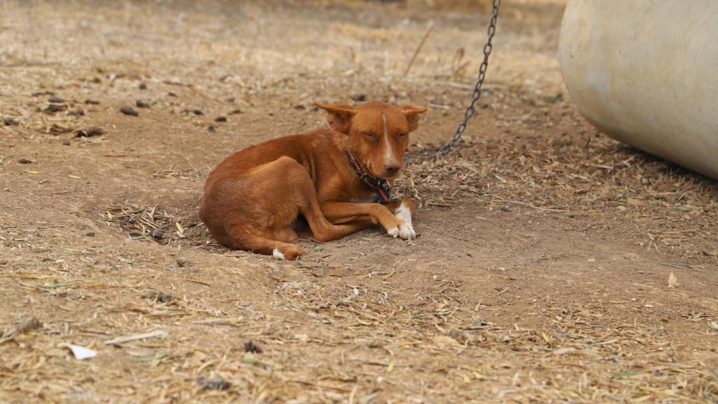 Un podenco utilizado para la caza