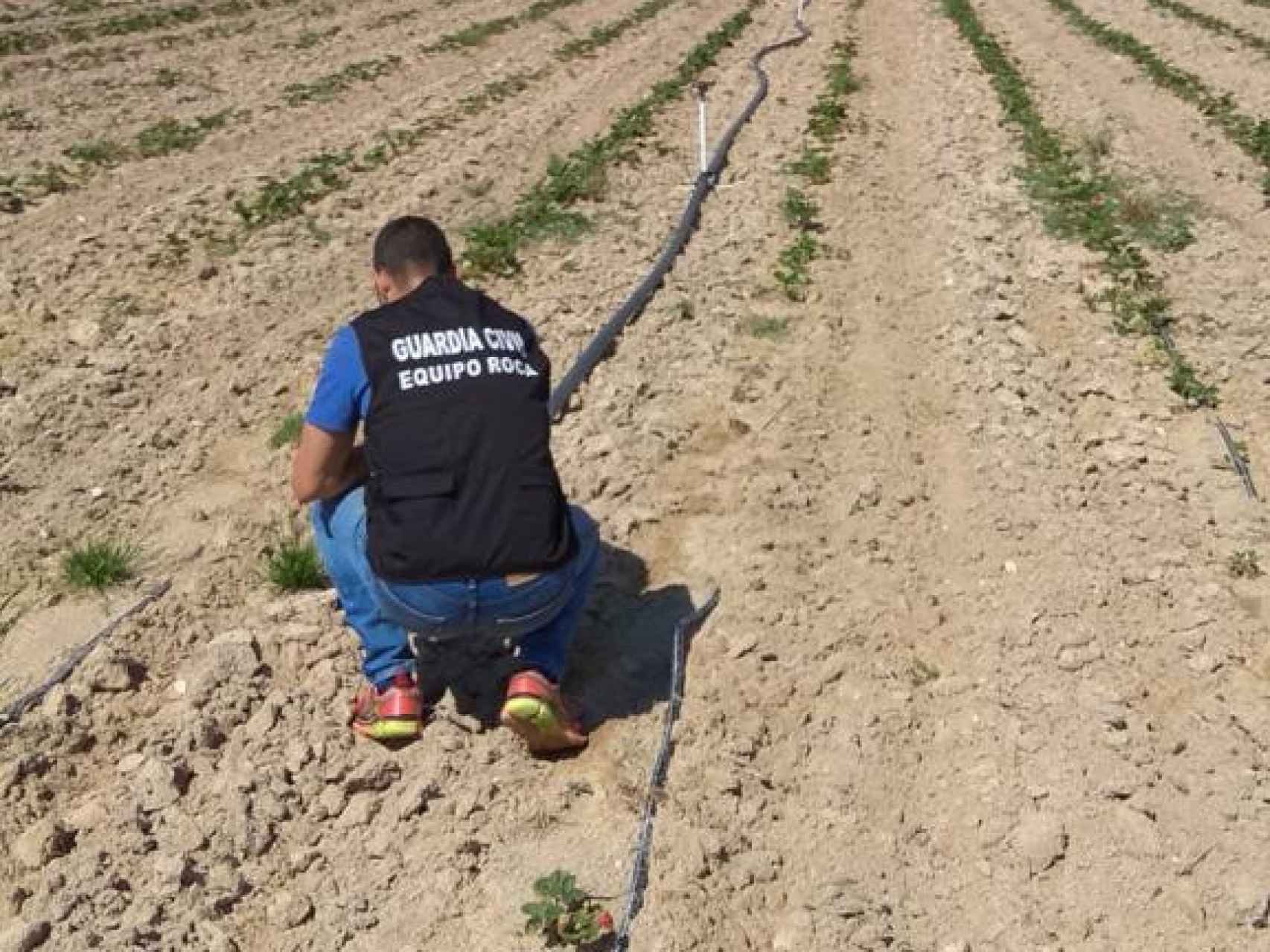 Detenido un hombre por simular el robo de 67 terneros y un perro en la provincia de Ávila
