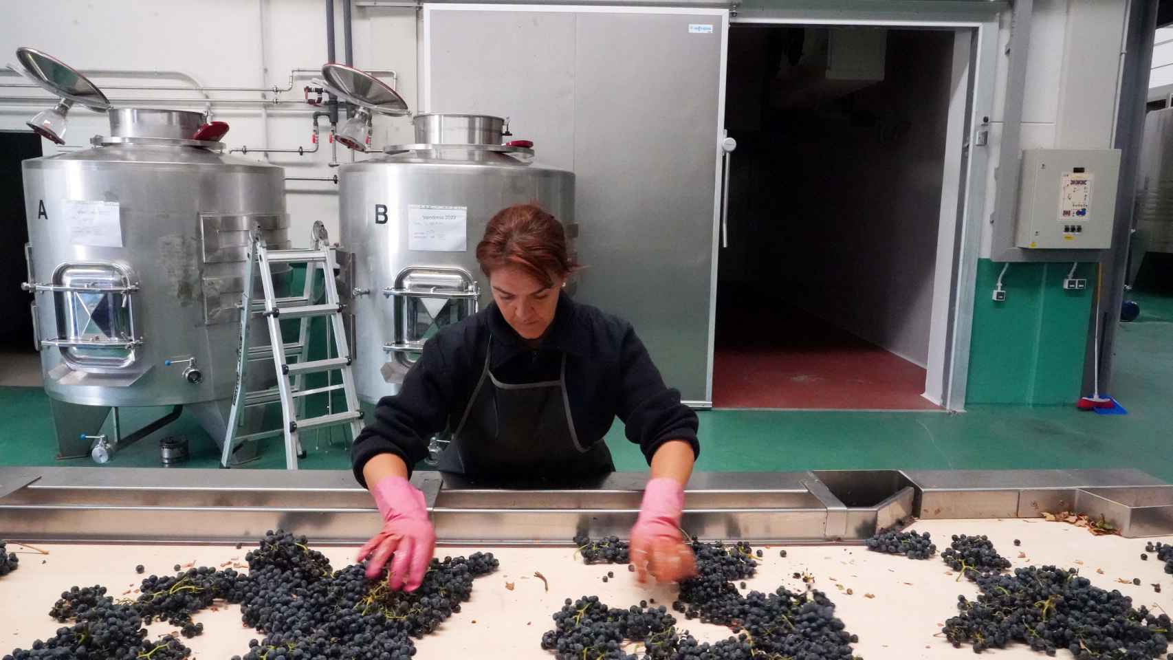 Una empleada seleccionado la uva en la bodega