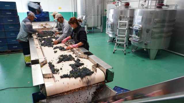 Selección de uvas en la Bodega Vizar ubicada en Sardón de Duero