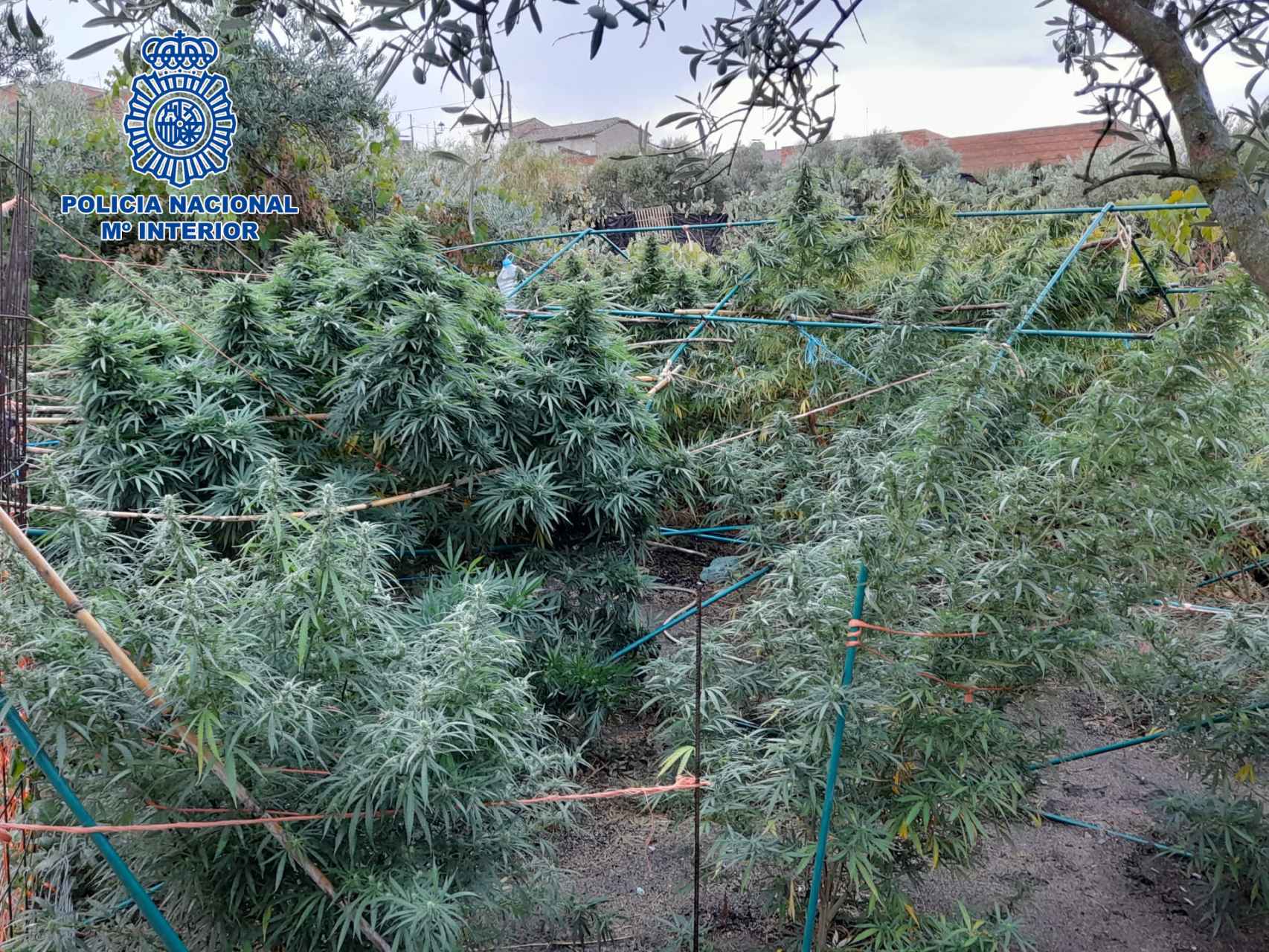 Las plantas de marihuana cultivadas en Velada eran de grandes dimensiones.