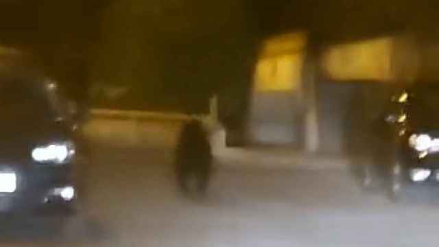 Un oso campa por el centro de Ponferrada