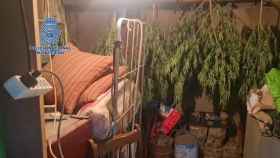 La Policía Nacional desmantela seis cultivos de marihuana en Velada (Toledo)