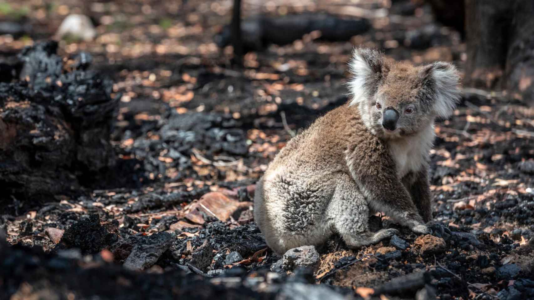 Imagen de un koala tras un incendio forestal en Australia, en el mes de enero de 2020.
