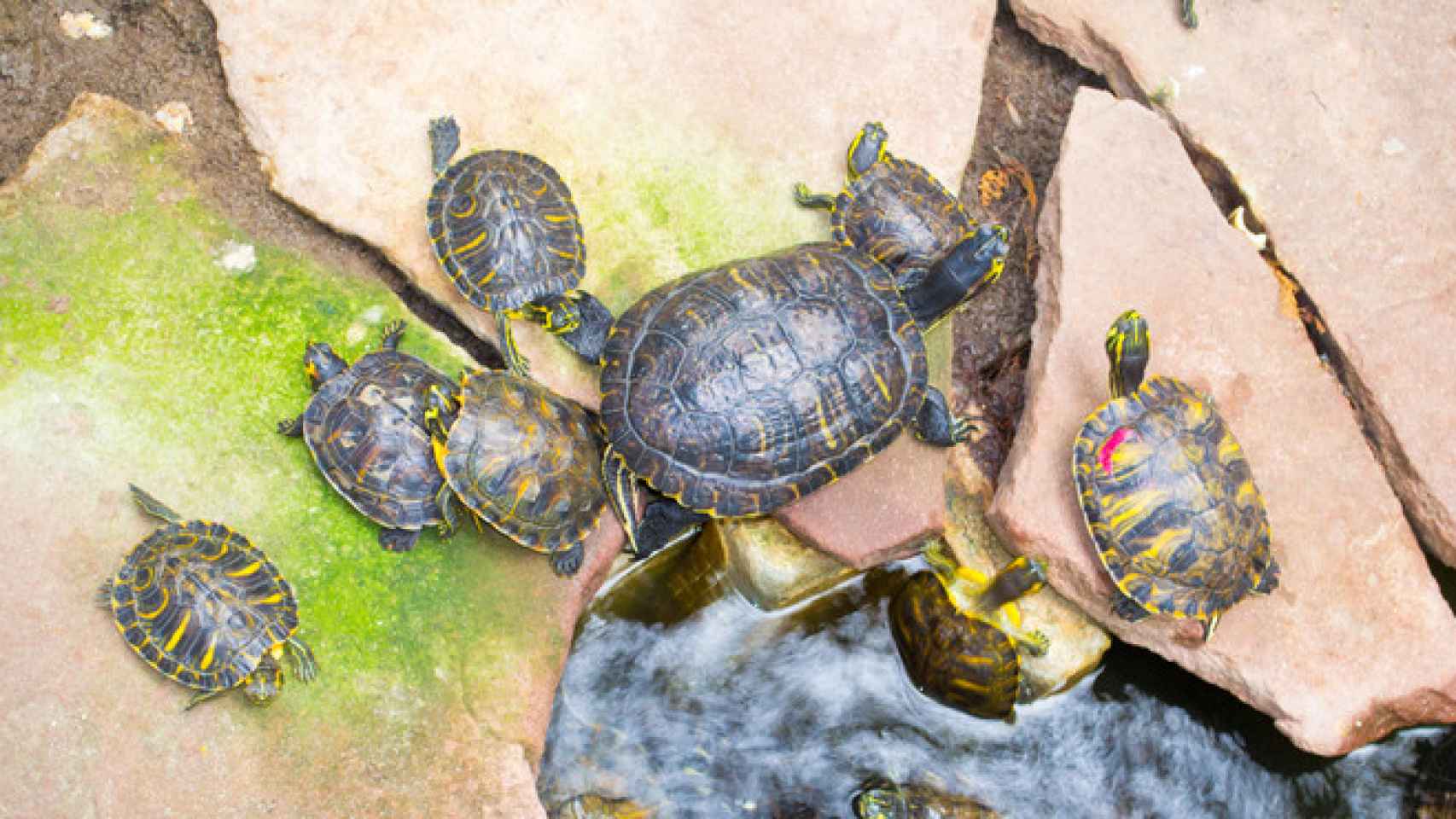 ¿Qué ha pasado con las tortugas de Atocha y dónde están ahora?