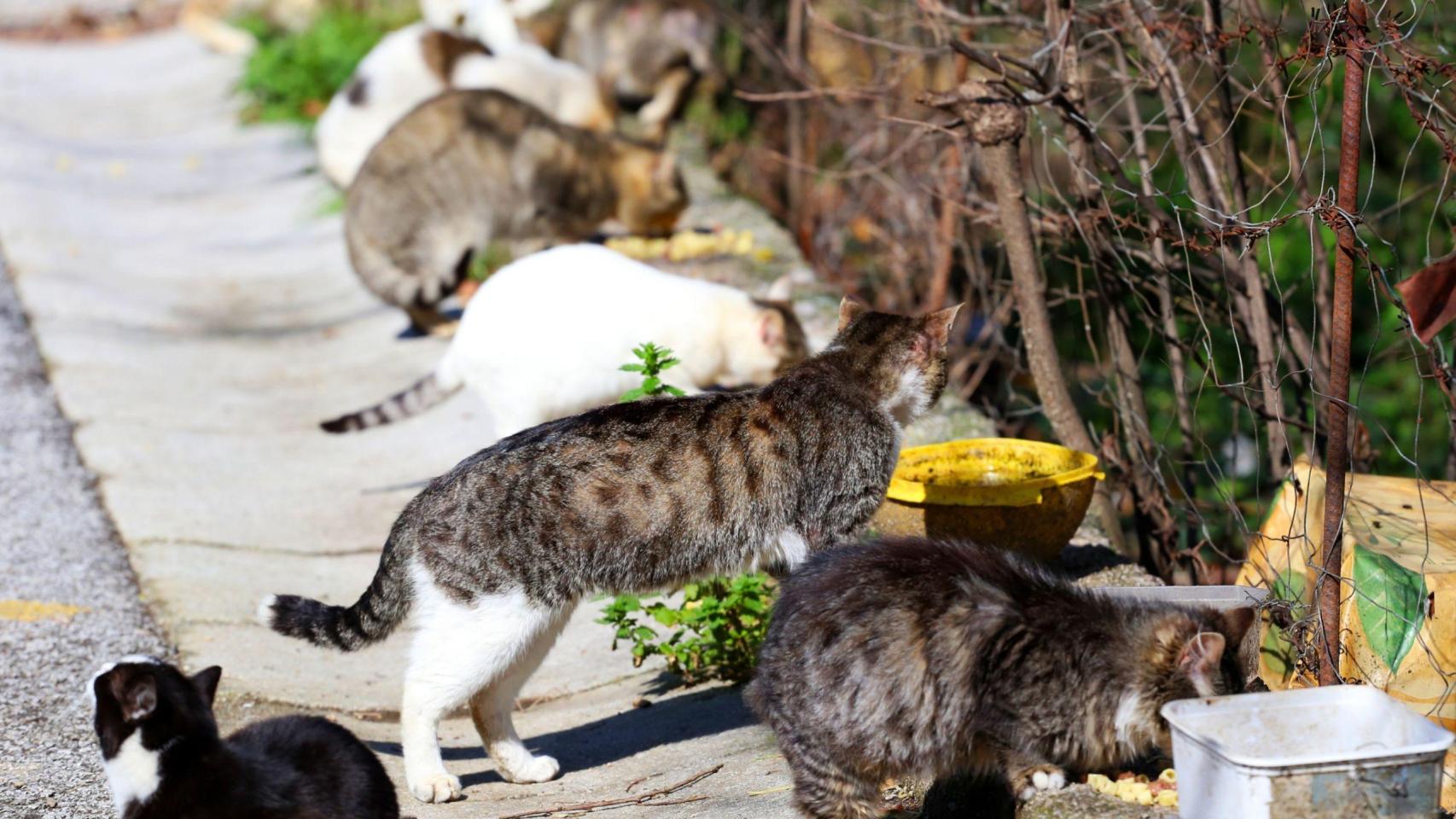 Gatos comen en la calle.