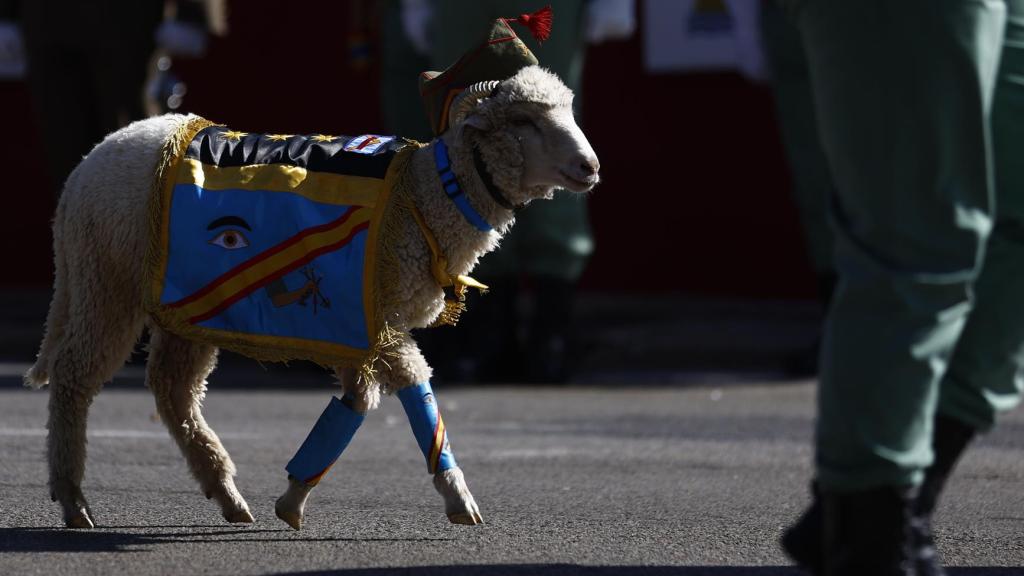 Titán, la mascota de La Legión que ha desfilado este 12-O