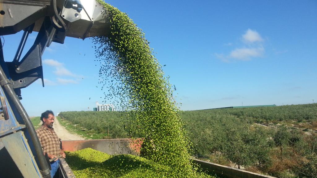 Las aceitunas empleadas para la elaboración de los aceites premiados.