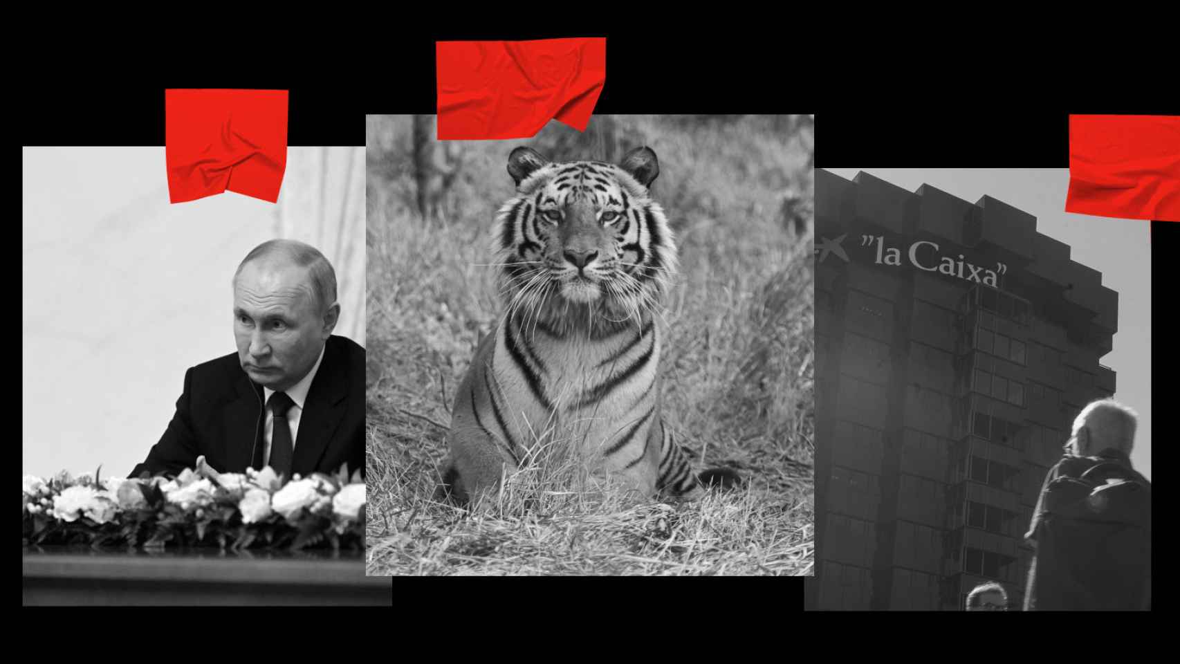 Vladímir Putin, un tigre de Sumatra y la sede de CaixaBank.