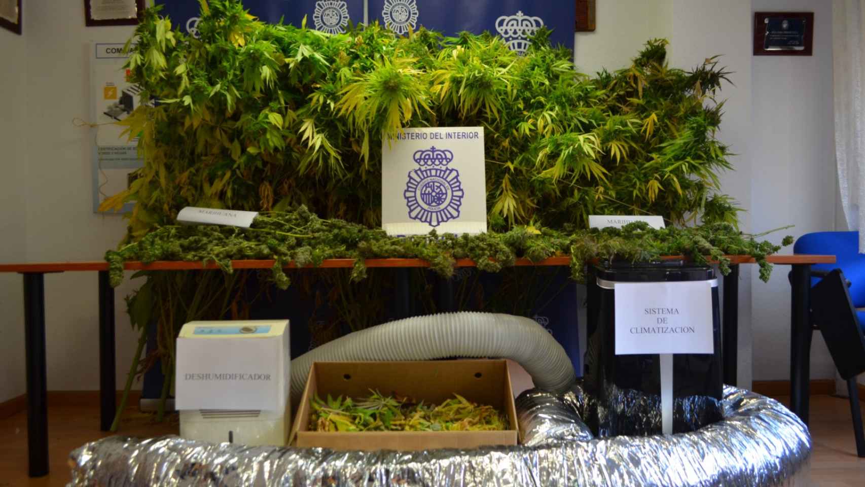 Marihuana localizada por la Policía Nacional en un piso de Soria